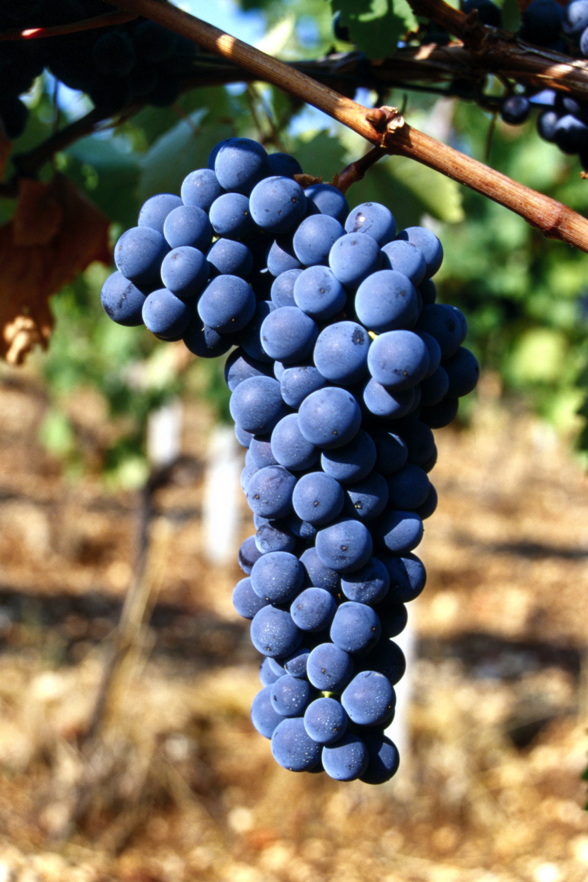 Montepulciano