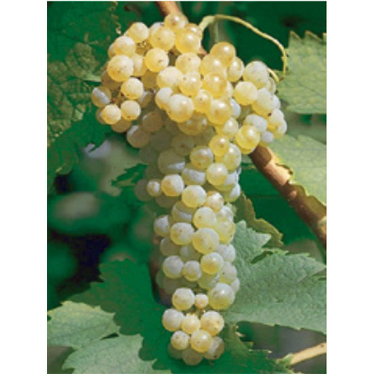 Trebbiano Toscano