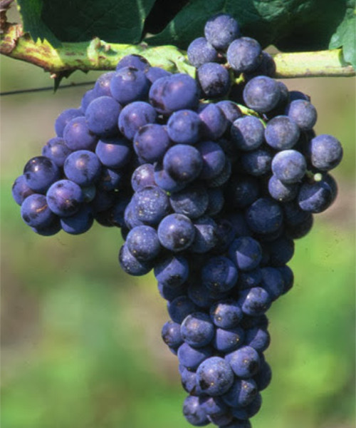 Aglianico