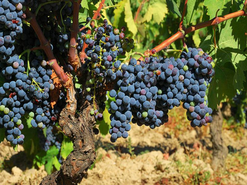 Carignano