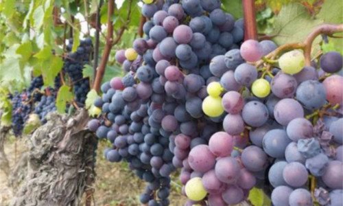 Dolcetto