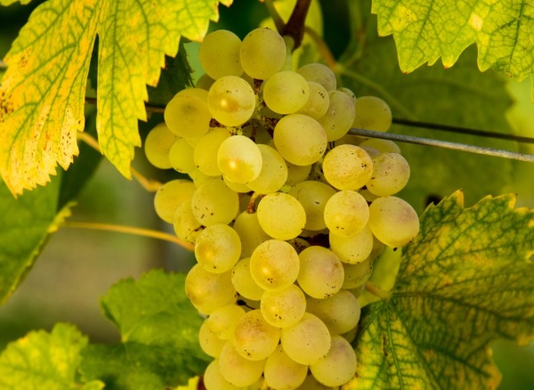 Fiano
