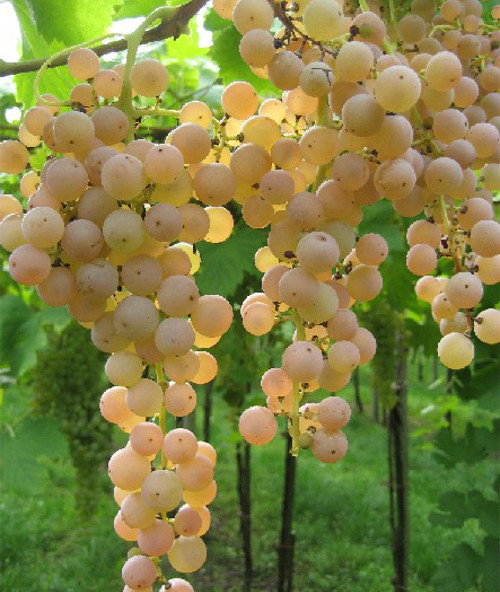 Garganega