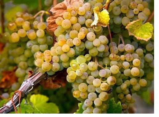 Grechetto Gentile