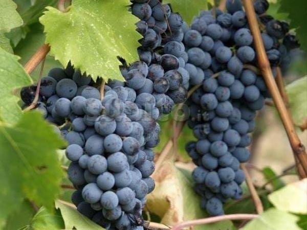Grenache (Alicante o Cannonau)
