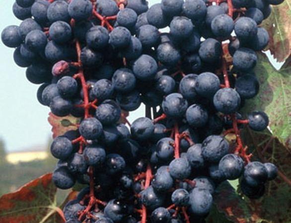 Lambrusco Grasparossa