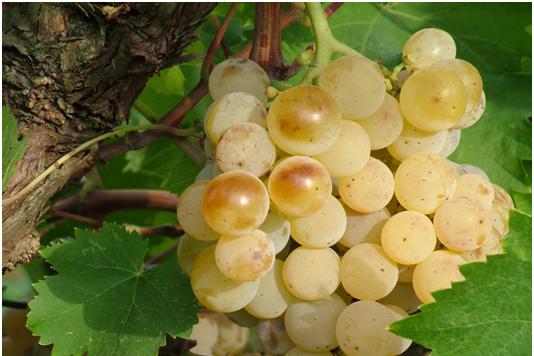 Malvasia Toscana
