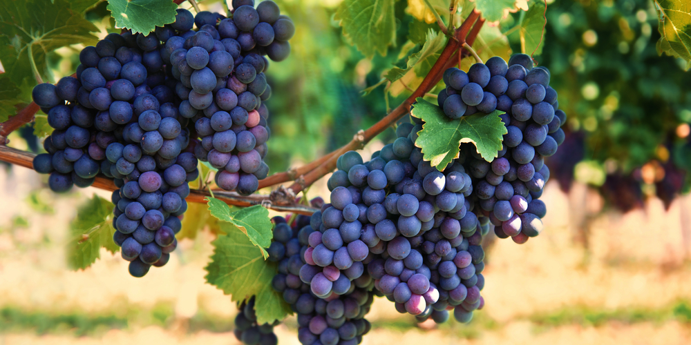 Merlot