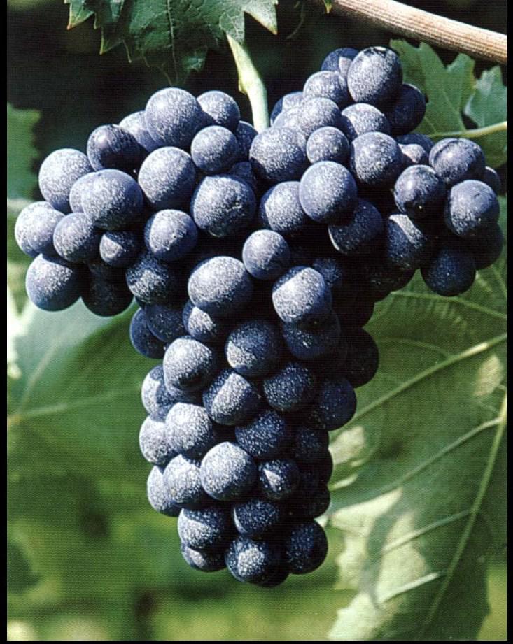 Montepulciano d'Abruzzo
