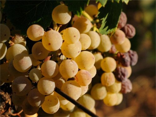 Moscatello di Saracena