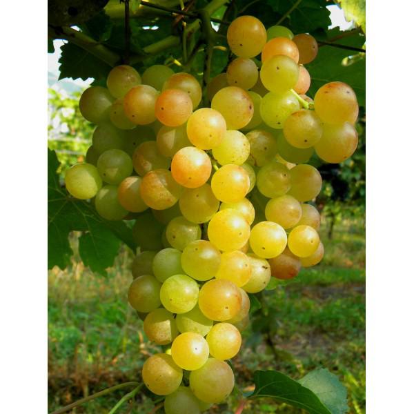 Moscato Giallo