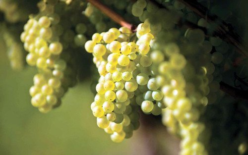 Muller Thurgau