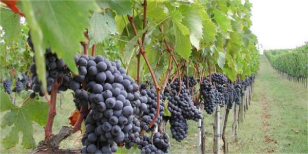 Negroamaro