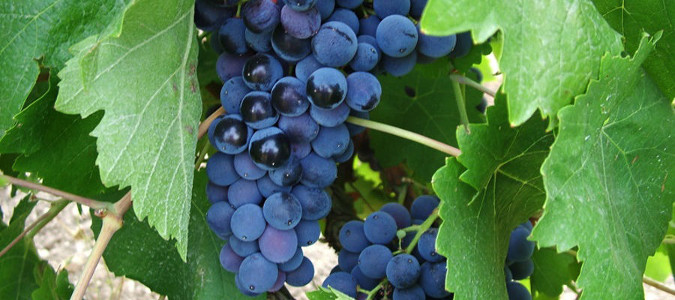 Nero d'Avola