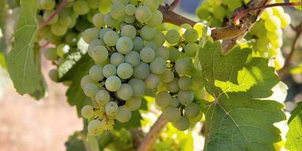 Pinot Bianco