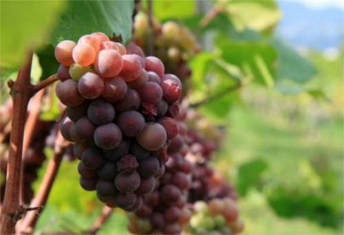 Pinot Grigio