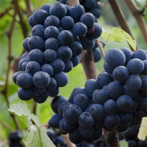 Pinot Nero