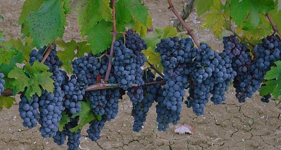 Primitivo