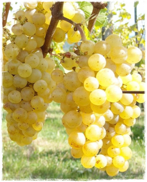 Ribolla Gialla