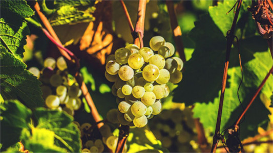 Riesling