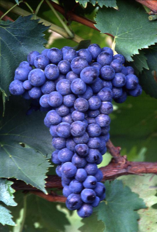 Sangiovese