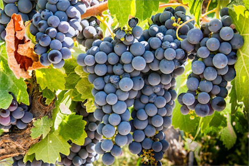 Sangiovese Grosso (Prugnolo Gentile)