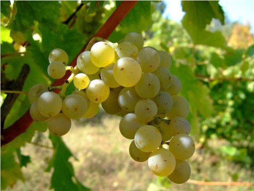 Sauvignon Blanc