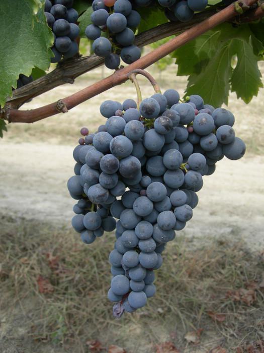 Uva Rara