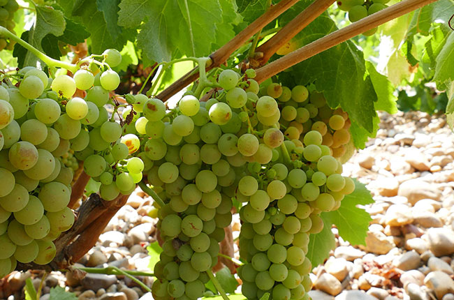 Verdejo